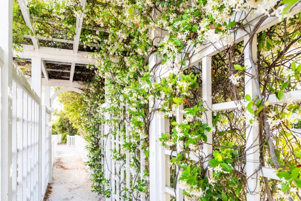 Cost of Trellis Repair in Johnson City