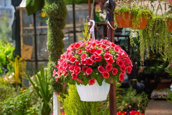 Cost of Hanging Planter Installation in Johnson City