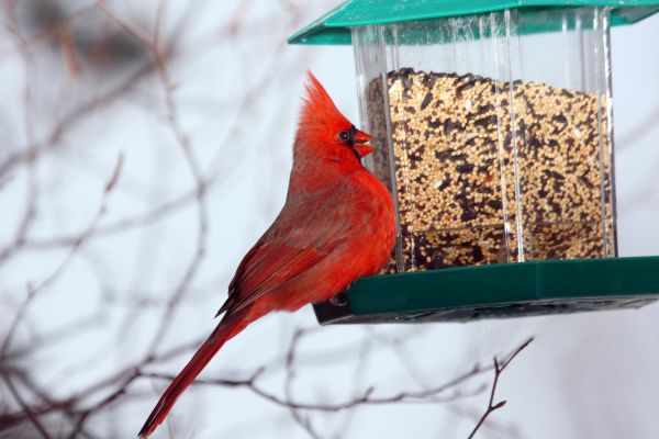 Cost of Bird Feeder Hanging in Johnson City